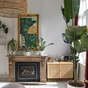 Musa , Antwerpen België
